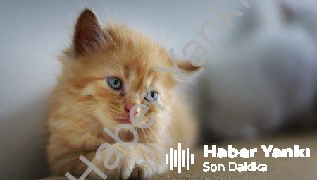 Article Main Title: kedi otu kullananların yorumları
