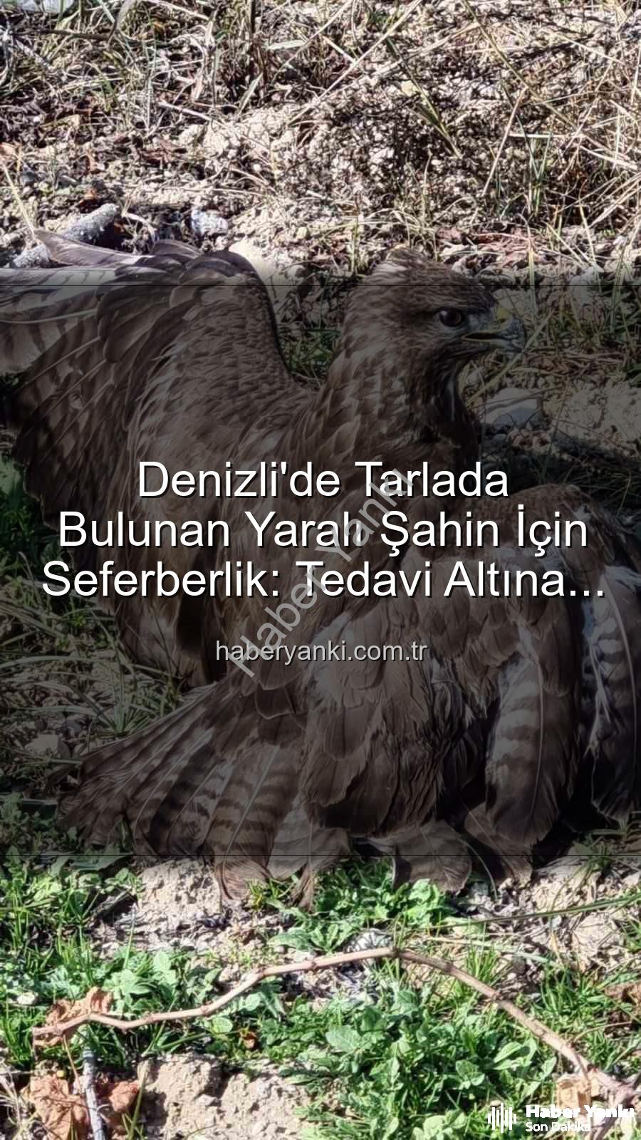 Denizli'de yaralı şahin - Denizli'de Tarlada Bulunan Yaralı Şahin İçin Seferberlik: Tedavi Altına Alındı