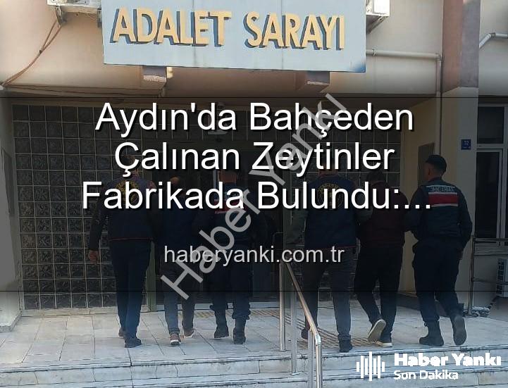 zeytin hırsızlığı - Aydın'da Bahçeden Çalınan Zeytinler Fabrikada Bulundu: Hırsızlık Şüphelileri Yakalandı