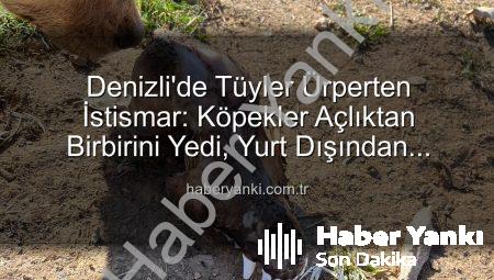 Denizli’de Tüyler Ürperten İstismar: Köpekler Açlıktan Birbirini Yedi, Yurt Dışından Toplanan Bağışlar Nereye Gitti?