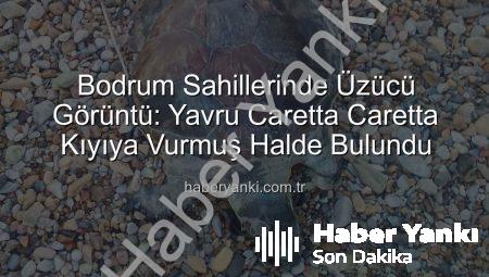 Bodrum Sahillerinde Üzücü Görüntü: Yavru Caretta Caretta Kıyıya Vurmuş Halde Bulundu