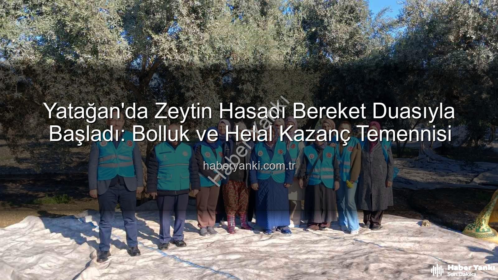 Yatağan zeytin hasadı - Yatağan'da Zeytin Hasadı Bereket Duasıyla Başladı: Bolluk ve Helal Kazanç Temennisi