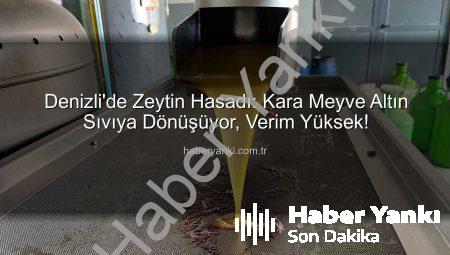 Denizli’de Zeytin Hasadı: Kara Meyve Altın Sıvıya Dönüşüyor, Verim Yüksek!