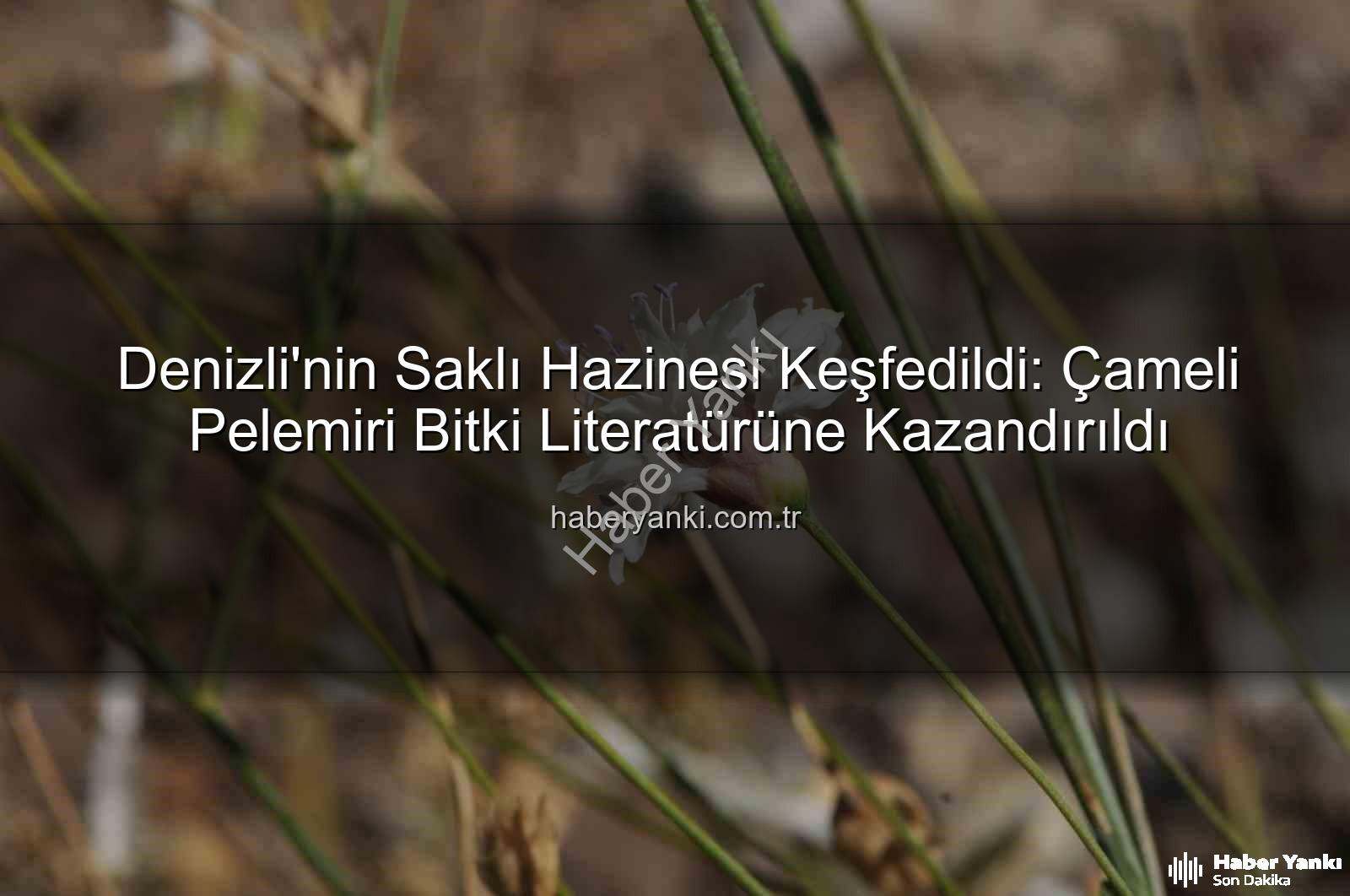 Çameli pelemiri - Denizli'nin Saklı Hazinesi Keşfedildi: Çameli Pelemiri Bitki Literatürüne Kazandırıldı