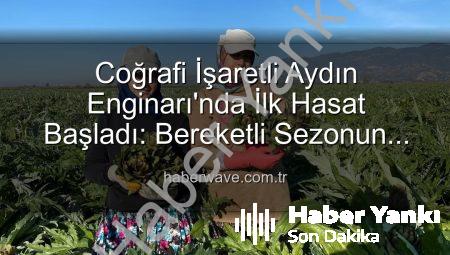 Coğrafi İşaretli Aydın Enginarı Sezonu Açıldı: Yılın İlk Hasadı Yapıldı, Üreticiler Sahada