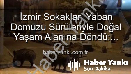 İzmir Sokakları Yaban Domuzu Sürüleriyle Doğal Yaşam Alanına Döndü: Vatandaşlar Tedirgin