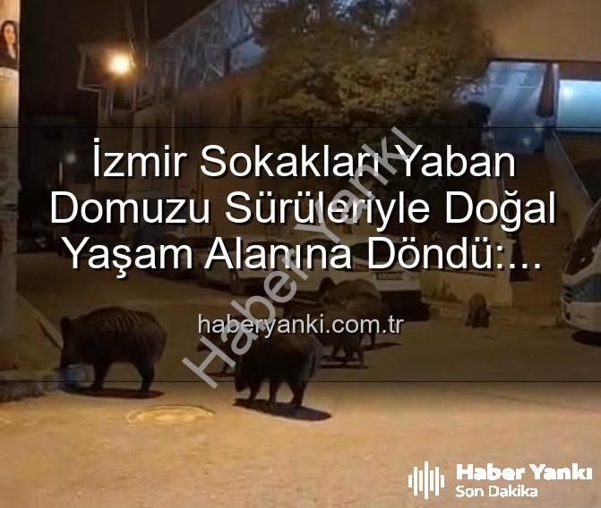 yaban domuzu - İzmir Sokakları Yaban Domuzu Sürüleriyle Doğal Yaşam Alanına Döndü: Vatandaşlar Tedirgin